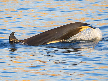 Killer whale female (Orcinus orca), tail-lobbing off Isla San Lorenzo, Baja California, Sea of Cortez, Mexico, North America