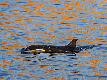 Killer whale female (Orcinus orca), surfacing off Isla San Lorenzo, Baja California, Sea of Cortez, Mexico, North America