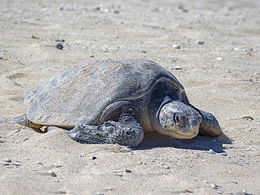 An adult female green sea turtle (Chelonia mydas), coming ashore to nest on Isla Espiritu Santo, Sea of Cortez, Mexico, North America