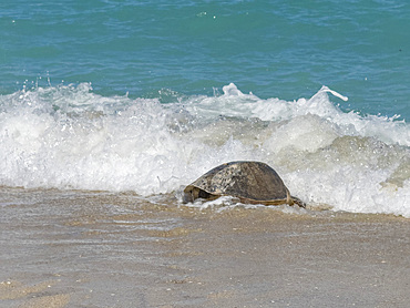 An adult female green sea turtle (Chelonia mydas), coming ashore to nest on Isla Espiritu Santo, Sea of Cortez, Mexico, North America