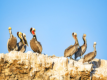 Adult brown pelicans (Pelecanus occidentalis), standing together on Isla Tortuga, Baja California, Mexico, North America