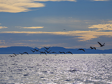 Adult brown pelicans (Pelecanus occidentalis), in formation in flight near Isla Tortuga, Baja California, Mexico, North America