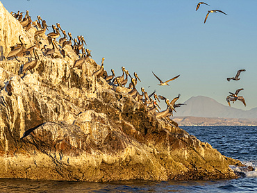 Adult brown pelicans (Pelecanus occidentalis), on a small islet near Isla San Marcos, Baja California, Mexico, North America