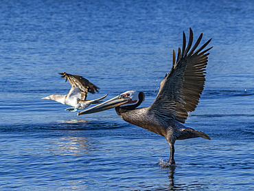 Adult brown pelican (Pelecanus occidentalis), taking flight on a small islet near Isla Salsipuedes, Baja California, Mexico, North America