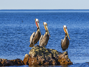 Adult brown pelicans (Pelecanus occidentalis), on a small islet near Isla Salsipuedes, Baja California, Mexico, North America