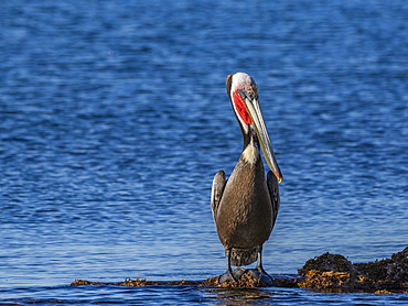 Adult brown pelican (Pelecanus occidentalis), on a small islet near Isla Salsipuedes, Baja California, Mexico, North America