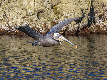 Adult brown pelican (Pelecanus occidentalis), taking flight on a small islet near Isla Salsipuedes, Baja California, Mexico, North America