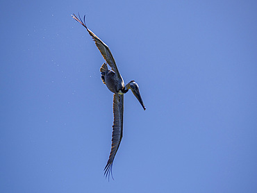 Adult brown pelican (Pelecanus occidentalis), plunge diving for fish, Isla Carmen, Baja California Sur, Mexico, North America