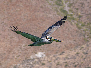 Adult brown pelican (Pelecanus occidentalis), in flight, Isla Carmen, Baja California Sur, Mexico, North America