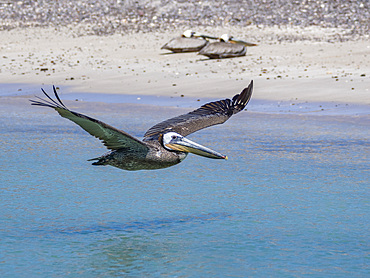 Adult brown pelican (Pelecanus occidentalis), in flight, Isla Carmen, Baja California Sur, Mexico, North America