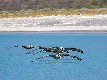 Adult brown pelicans (Pelecanus occidentalis), flying in formation, Isla Carmen, Baja California Sur, Mexico, North America