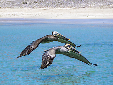 Adult brown pelicans (Pelecanus occidentalis), flying in formation, Isla Carmen, Baja California Sur, Mexico, North America