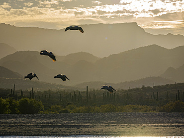 Adult brown pelicans (Pelecanus occidentalis), in formation in flight, Puerto Gatos, Baja California Sur, Mexico, North America