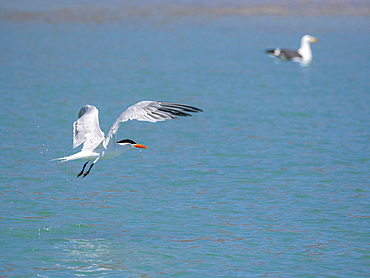 Adult elegant tern (Thalasseus elegans), looking for fish on Isla Carmen, Baja California Sur, Sea of Cortez, Mexico, North America