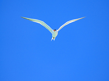 Adult elegant tern (Thalasseus elegans), looking for fish on Isla Carmen, Baja California Sur, Sea of Cortez, Mexico, North America