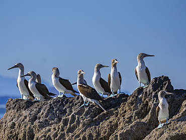 Blue-footed boobies (Sula nebouxii), on a small islet near Isla Salsipuedes, Baja California, Sea of Cortez, Mexico, North America