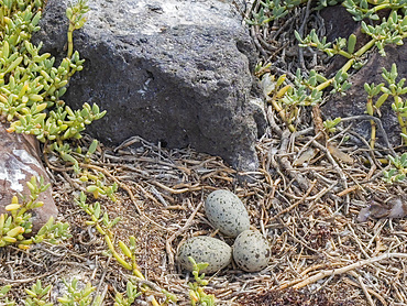 Yellow-footed gull (Larus livens), eggs in nest on Isla Coronado, Baja California Sur, Sea of Cortez, Mexico, North America