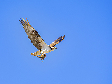 Osprey (Pandion haliaetus), with fish on Isla San Lorenzo, Baja California, Sea of Cortez, Mexico, North America