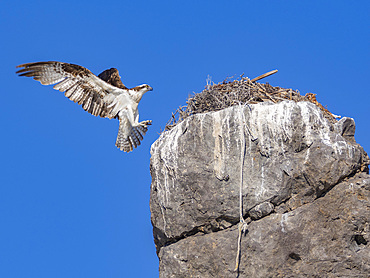 Osprey (Pandion haliaetus), in flight to its nest, Isla San Lorenzo, Baja California, Sea of Cortez, Mexico, North America