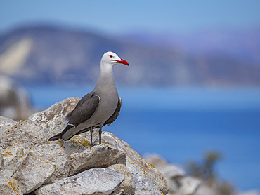 Heermann's gull (Larus heermanni), at breeding colony on Isla Rasa, Baja California, Sea of Cortez, Mexico, North Anerica