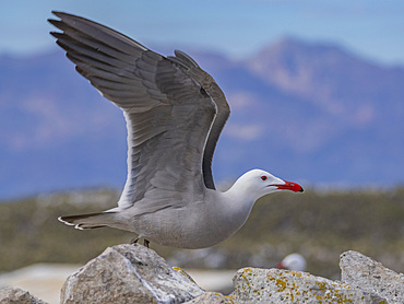 Heermann's gull (Larus heermanni), at breeding colony on Isla Rasa, Baja California, Sea of Cortez, Mexico, North Anerica