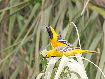 A pair of hooded orioles (Icterus cucullatus), in courtship, San Jose del Cabo, Baja California Sur, Sea of Cortez, Mexico, North America