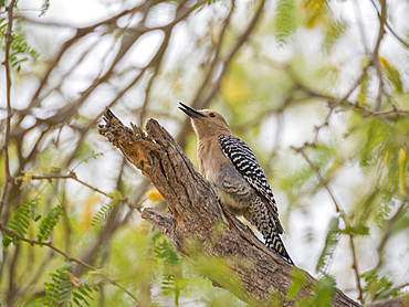 A Gila woodpecker (Melanerpes uropygialis), on perch, San Jose del Cabo, Baja California Sur, Sea of Cortez, Mexico, North America