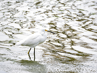 A snowy egret (Egretta thula), fishing in the shallows, San Jose del Cabo, Baja California Sur, Sea of Cortez, Mexico, North America