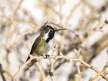 Male Costa's hummingbird (Calypte costae), in Bahia Concepcion, Baja California Sur, Sea of Cortez, Mexico, North America