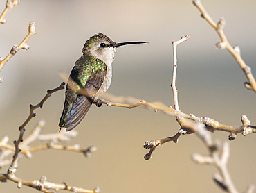 Female Costa's hummingbird (Calypte costae), in Bahia Concepcion, Baja California Sur, Sea of Cortez, Mexico, North America