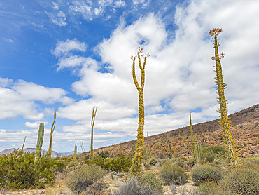 Boojum tree (Fouquieria columnaris), just outside Bahia de los Angeles, Baja California, Sea of Cortez, Mexico, North America