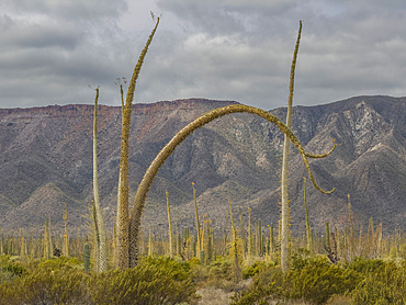 Boojum tree (Fouquieria columnaris), just outside Bahia de los Angeles, Baja California, Sea of Cortez, Mexico, North America