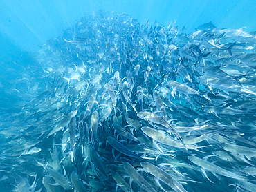 Bigeye Trevally (Caranx sexfasciatus), schooling in Cabo Pulmo National Marine Park, Baja California Sur, Mexico, North America