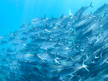 Bigeye Trevally (Caranx sexfasciatus), schooling in Cabo Pulmo National Marine Park, Baja California Sur, Mexico, North America