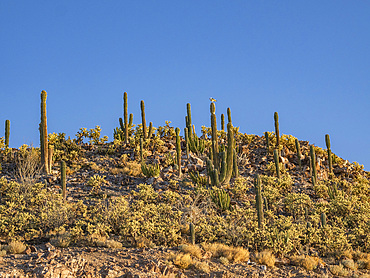 Cactus cover a small islet in Bahia las Animas at sunrise, Baja California, Sea of Cortez, Mexico, North America