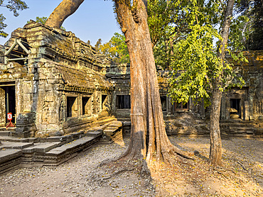 Ta Prohm Temple, a Mahayana Buddhist monastery built in the late 12th century for Khmer king Jayavarman VII, Angkor, UNESCO World Heritage Site, Cambodia, Indochina, Southeast Asia, Asia