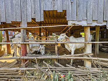 Cattle under the house in the small village Angkor Ban, Battambang Province, Cambodia, Indochina, Southeast Asia, Asia