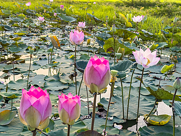 Sacred lotus (Nelumbo nucifera), at sunrise in Kampong Tralach, Cambodia, Indochina, Southeast Asia, Asia