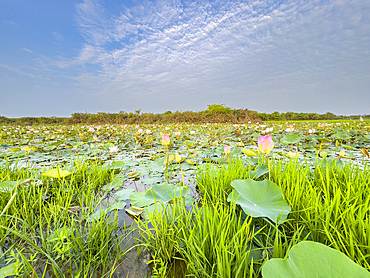 Sacred lotus (Nelumbo nucifera), at sunrise in Kampong Tralach, Cambodia, Indochina, Southeast Asia, Asia