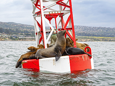 California sea lions (Zalophus californianus), grouped together on a channel marker off Newport Beach, California, United States of America, North America