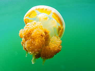 Golden jellyfish (Mastigias papua etpisoni), in Jellyfish Lake, a marine lake located on Eil Malk island, Rock Islands, Palau, Micronesia, Pacific