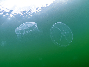 A pair of moon jellyfish (Aurelia sp), in Jellyfish Lake, located on Eil Malk island, Rock Islands, Palau, Micronesia, Pacific