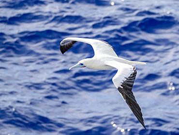 An adult red-footed booby (Sula sula), in its white color morph plumage in flight over the ocean in Palau, Micronesia, Pacific