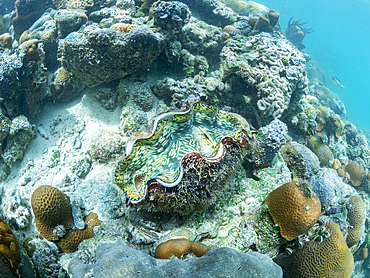 A giant clam along with a myriad of hard and soft corals compete for space on the substrate of Darwin's Wall, Palau, Micronesia, Pacific