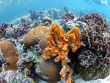 A myriad of hard and soft corals compete for space on the substrate of Darwin's Wall, Palau, Micronesia, Pacific