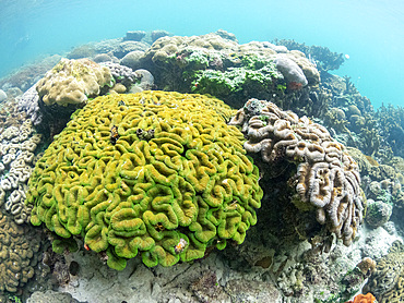 A myriad of hard and soft corals compete for space on the substrate of the snorkel site known as the Milky Way, Palau, Micronesia, Pacific