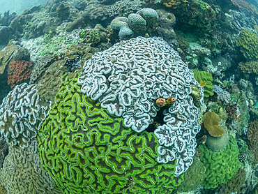 A myriad of hard and soft corals compete for space on the substrate of the snorkel site known as the Milky Way, Palau, Micronesia, Pacific