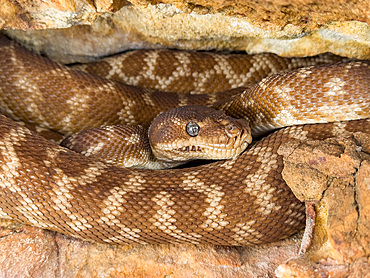 An adult rough-scaled python (Morelia carinata), found in a sandstone crevice on Bigge Island, Kimberley, Western Australia, Australia, Pacific