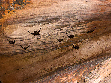 Microbats constitute the suborder Microchiroptera, found in a sandstone crevice on Bigge Island, Kimberley, Western Australia, Australia, Pacific