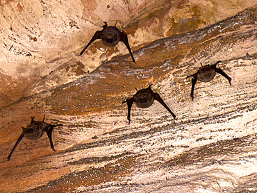 Microbats constitute the suborder Microchiroptera, found in a sandstone crevice on Bigge Island, Kimberley, Western Australia, Australia, Pacific